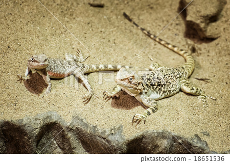 Central bearded dragon in the sand 18651536