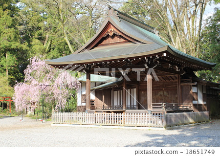 Sakura and Noh drama 18651749