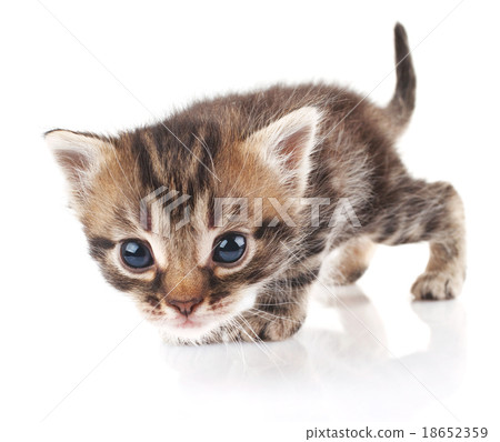 kitten 18652359