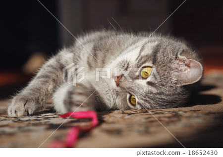 gray striped cat playing gray striped cat playing 18652430