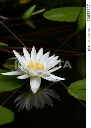 Water lily 18652527