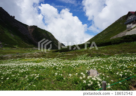 Flower garden of Norikura mountain peak Tatamaira Flower garden of Norikura mountain peak Tatamaira 18652542