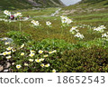 Flower garden of Norikura mountain peak Tatamaira 18652543