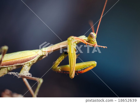dragonfly 18652639