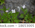 Flowers blooming in Tatamaira 18653005