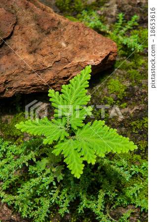 A little fern A little fern 18653616