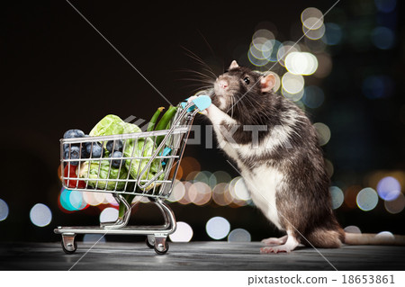 Cute rat with a shopping cart Cute rat with a shopping cart 18653861