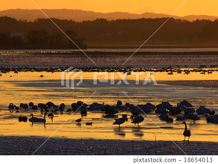 宮城縣栗原市伊豆沼的早晨 宮城縣栗原市伊豆沼的早晨 18654013