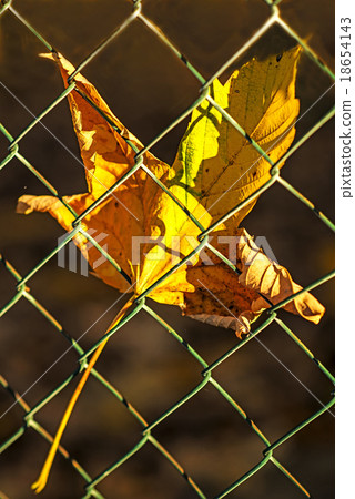autumnal painted maple leaf behind a fence 18654143