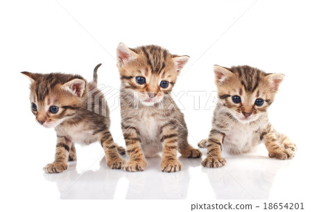 beautiful  tabby kittens 18654201