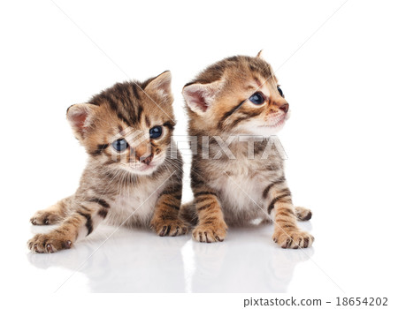 Two tabby kittens Two tabby kittens 18654202