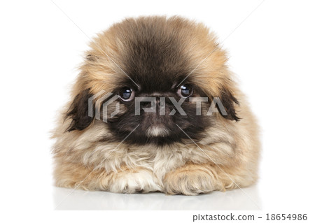 Pekingese puppy on white background 18654986