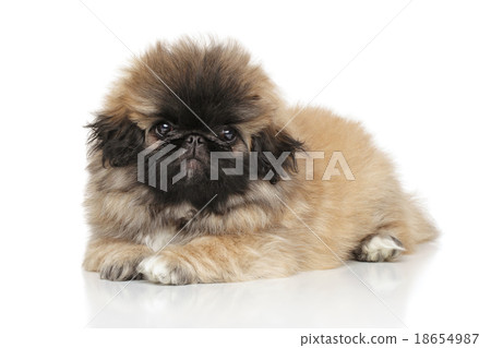 Pekingese puppy 18654987
