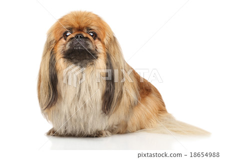 Pekingese on white background 18654988
