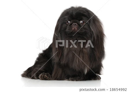 Black Pekingese on white background 18654992