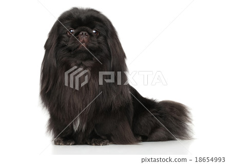 Pekingese on white background Pekingese on white background 18654993