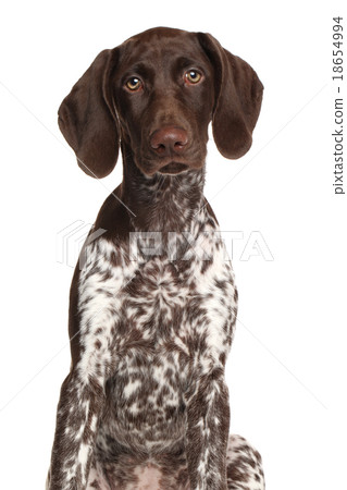 German shorthaired pointer 18654994