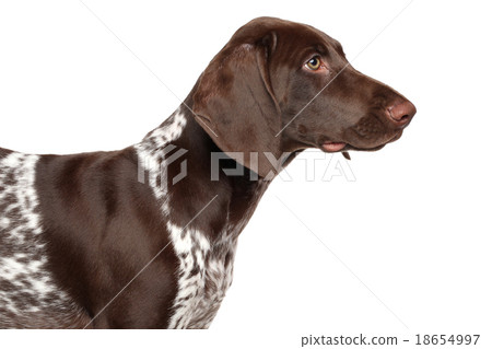 German shorthaired pointer German shorthaired pointer 18654997