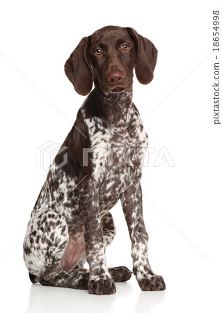 German shorthaired pointer 18654998
