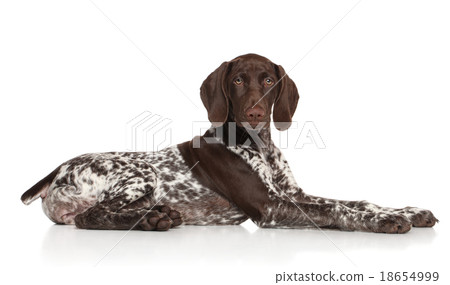 German shorthaired pointer 18654999