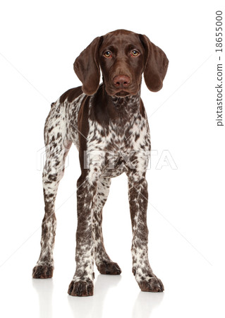 German shorthaired pointer standing German shorthaired pointer standing 18655000