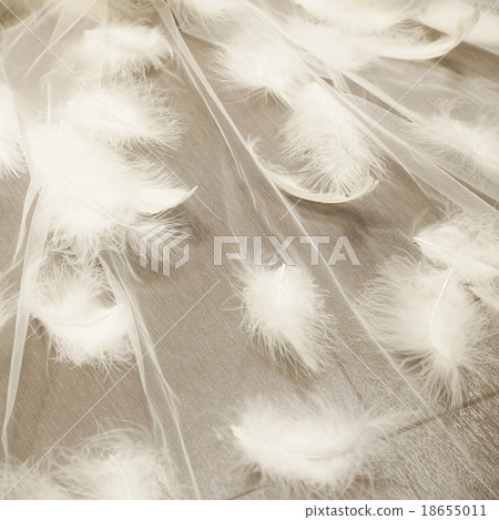 羽毛背景材料 - 透明織物上的白色羽毛和正方形 18655011