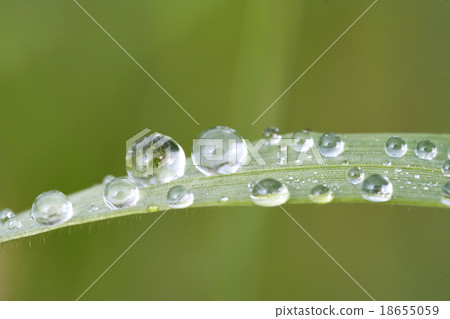 water drop on blade grass water drop on blade grass 18655059