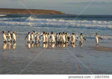 King Penguins in the Surf King Penguins in the Surf 18655956