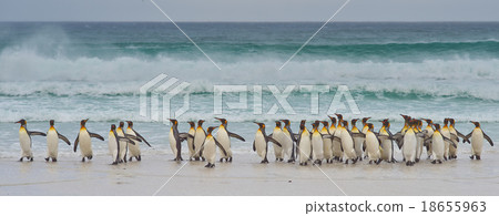 King Penguins Coming Ashore King Penguins Coming Ashore 18655963