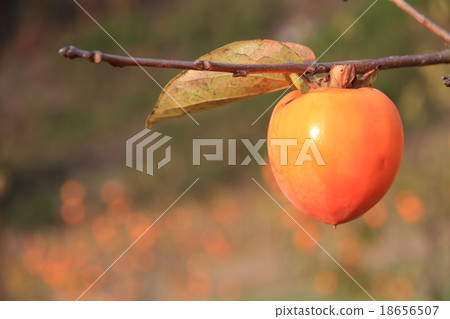 保護柿子的樹 18656507