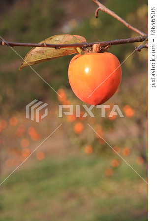 保護柿子的樹 18656508