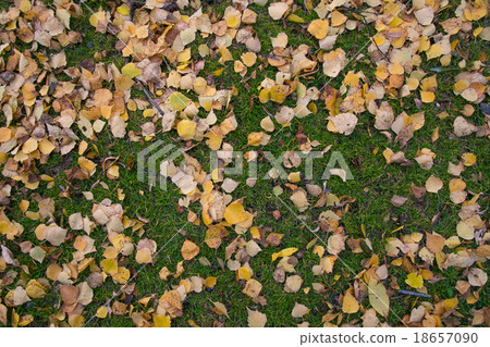 Yellow leaves on the green grass 18657090