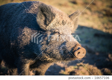 Big boar in the wild Big boar in the wild 18657106