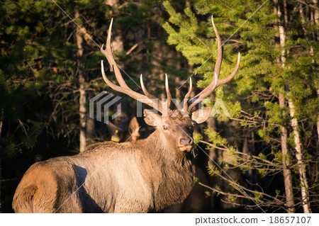 Deer in the wild Deer in the wild 18657107