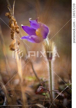 Delicate snowdrops after rain 18657239