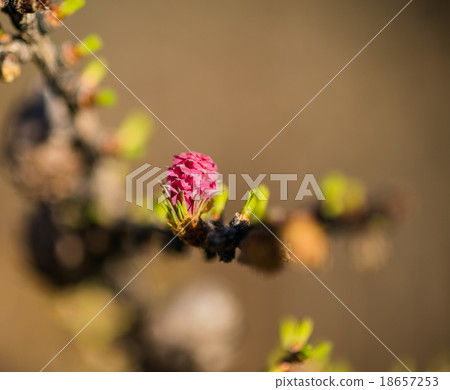 Young larch pine cone Young larch pine cone 18657253