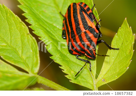 Red black striped shield bug sitting on a flower 18657382
