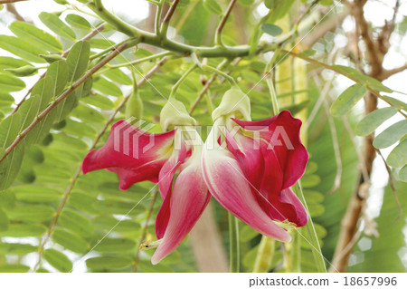 agasta . vegetable humming bird 18657996