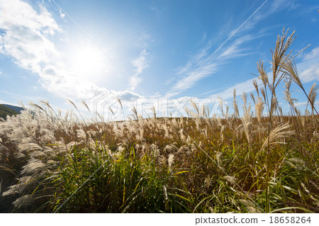 Senji高原在秋天 18658264
