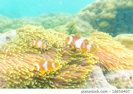 Clownfish swimming in tentacles of its anemone Clownfish swimming in tentacles of its anemone 18658407