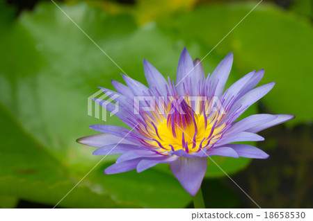 Purple waterlily with yellow center in the pond Purple waterlily with yellow center in the pond 18658530