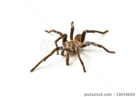 Tarantula Isolated on white Background 18658689