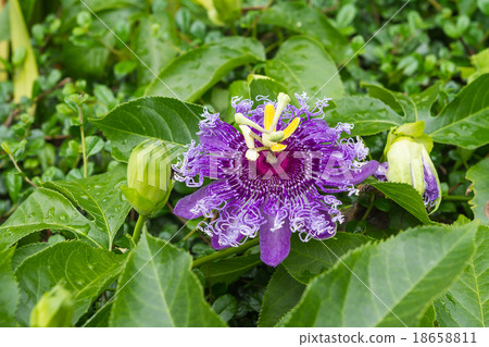 Passion fruit flower Passion fruit flower 18658811