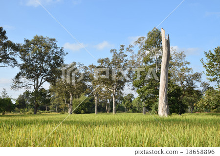 Landscape of  paddy rice fields with  beautiful sk Landscape of  paddy rice fields with  beautiful sk 18658896