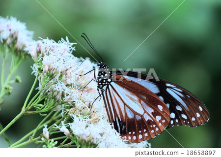 Asagi mada - crossover butterfly Asagi mada - crossover butterfly 18658897