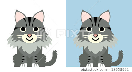 Maine Coon's character 18658931