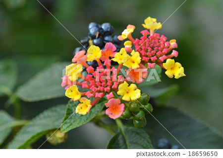 Lantana 18659650