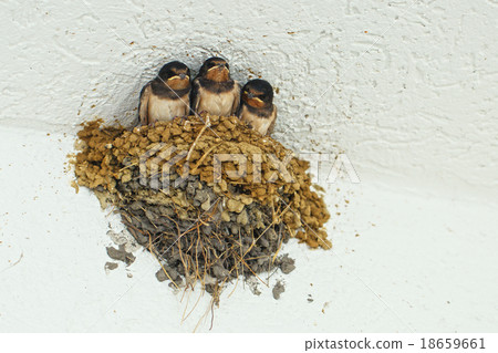 Swallows in the nest 18659661