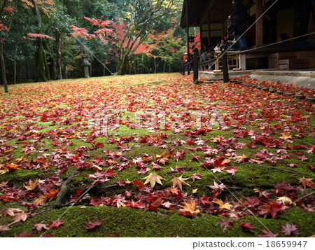 Autumn leaves of Takakurain Autumn leaves in koto-in temple 18659947