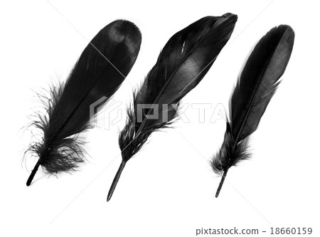 Black feathers on white background. Black feathers on white background. 18660159